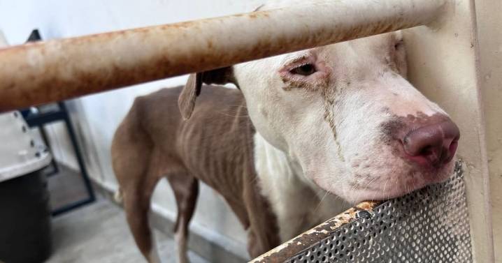 Indignación en Santa Catarina por el sacrificio de 70 perros; Samuel García ordena investigación