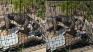 Sad Dog Found Locked In A Crate And Dumped In A Colorado Parking Lot Gets The Life She Deserves