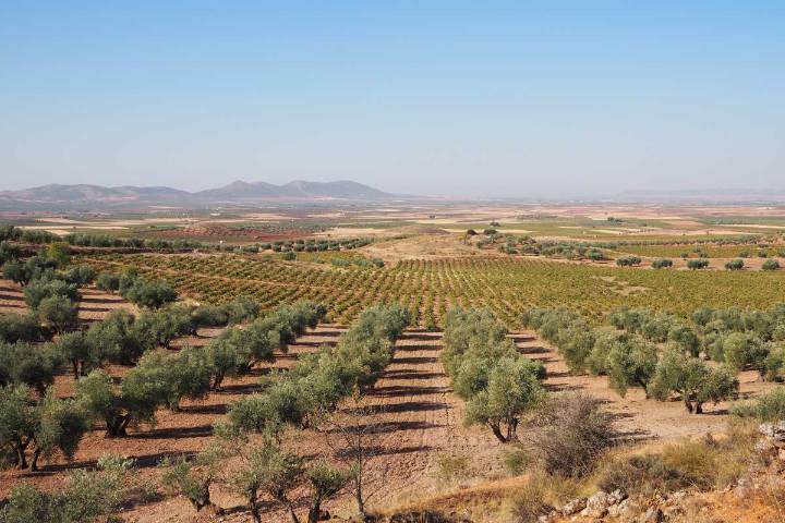 García-Page avanza ayudas a la sequía para agricultores y productores de la provincia de Albacete