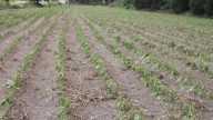 Afectó granizada a un sector de productores de flor de cempasúchil de Tepeyanco