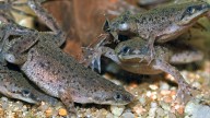 African Dwarf Frog: A Slow
