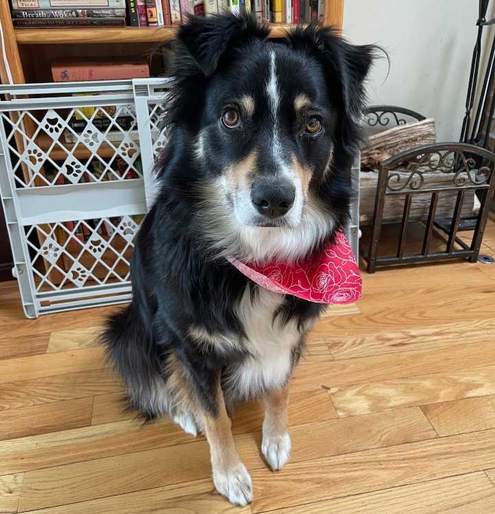 Dog Logic – a poem: Send us your pet stories
