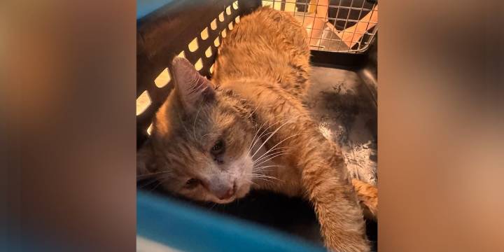 Investigation underway after cat found shot in Craven County