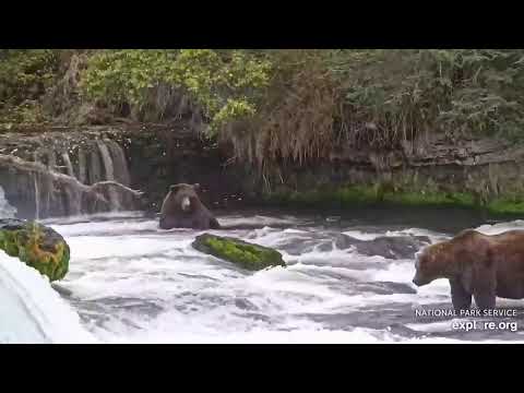 Fat Bear Week cam
