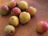 Gilberts: The story of the Jesuit pear | The West Elgin Chronicle