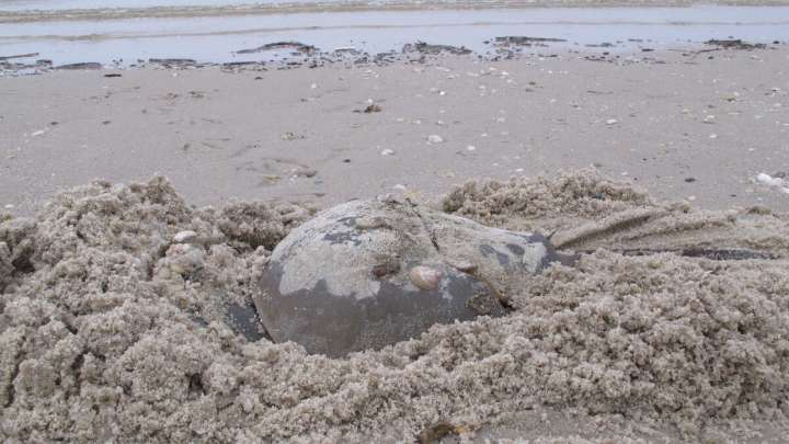 New study finds Long Island Sound horseshoe crabs in ‘severe decline’
