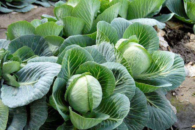 Zona Costa de BC: Producir más alimentos con menos agua