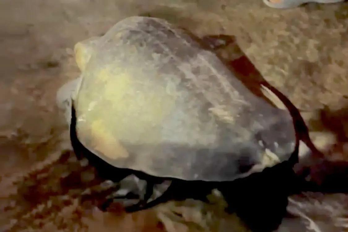 Tortuga marina es asistida en playa El Corsario