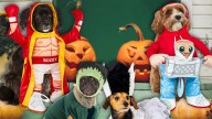 The Best Halloween Costumes for Pets In 2025