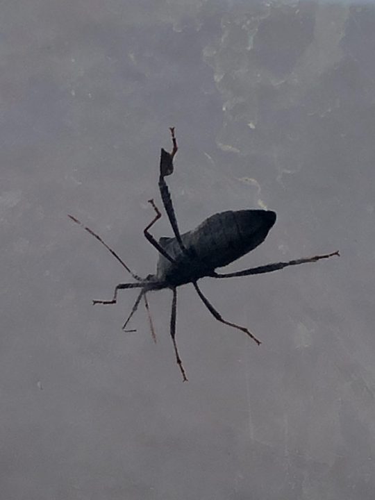 Oklahoma woman's yard infested by mystery bugs