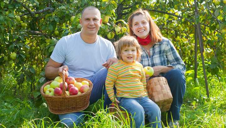 Nation's Apple Orchards Brace For Horde Of White People