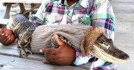 Emotional support alligator is no longer welcome in Pennsylvania Walmart