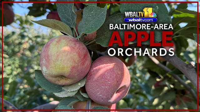 Where to pick your own apples in the Baltimore area