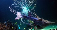 Turtles, dolphins, rays die as shark nets miss target