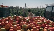 La semana comenzó con una caída de $1.500 en el precio del kilo de tomate chonto