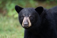 A terrifying homecoming: Bear attacks man inside Upstate NY house