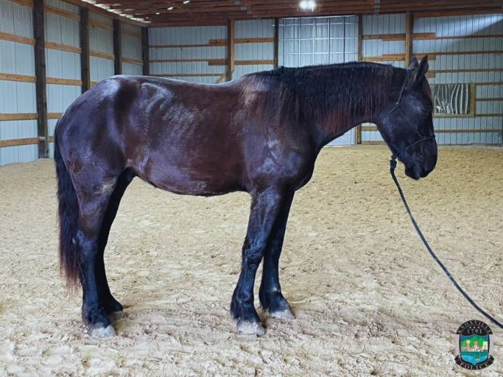 Knoxville police horse retired due to medical condition, to be replaced at no cost