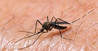Map shows West Nile virus cases as officials warn season isn't over