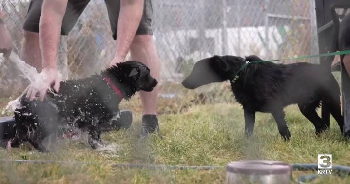 Clean-up continues after meth smoke released into animal shelter
