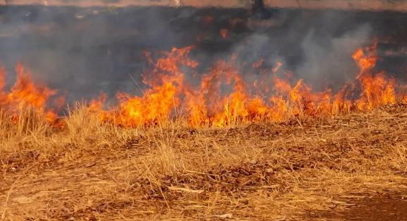 Dos semanas después: así avanza el plan de la Junta para recuperar las zonas quemadas este verano