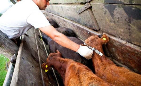 Polémica: Argentina no vacunará contra la aftosa desde 2026