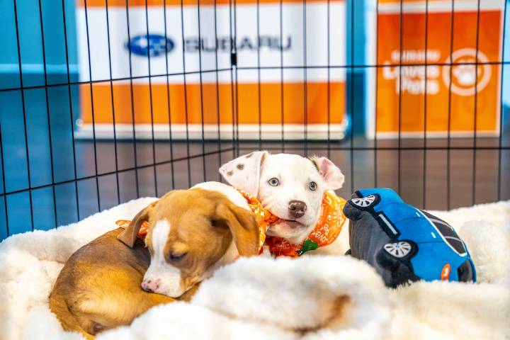 Mark Miller Subaru’s Make A Dog’s Day: A community celebration for pets and families