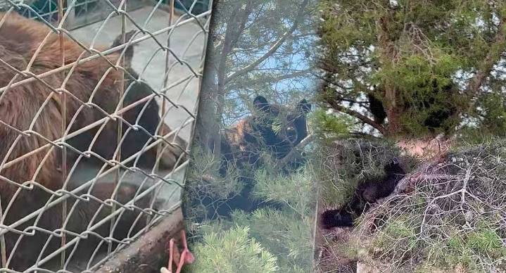 Rescatan a osa ‘Jerónima’ tras 36 horas encaramada en árbol de Agua Prieta, Sonora