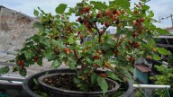 No Yard Needed: 15 Fast-Growing Fruits Urban Gardeners Can Grow Easily In A Pot Or Planter