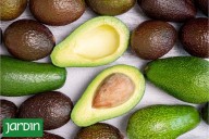 Descubrí el atajo. Cómo cultivar un árbol de palta en casa y no esperar muchos años para que dé frutos