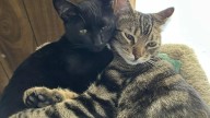 ¿Dos gatos mejor que uno? Especialistas advierten que no siempre es buena idea