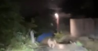 Mad moment bloke chases killer bear in car after 'fatal attack' as pop song blares out