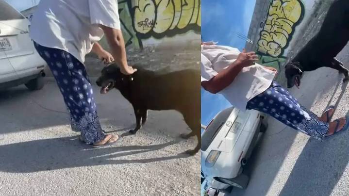 Urgen multas en Torreón; surge nuevo caso de maltrato animal