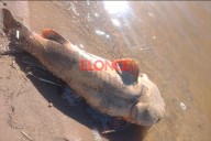 Pescó un manguruyú de 25 kilos en el río Paraná y mostró su devolución: video