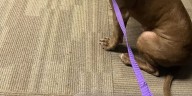 Pitbull found alone in Beacon Falls