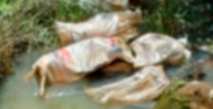 Indignación en Atzimbo por hallazgo de 6 perros sin vida cerca de la carretera