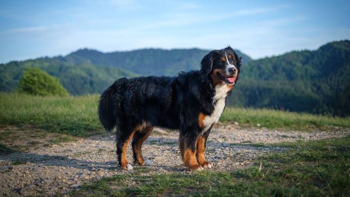 10 Least Aggressive Dog Breeds (Proper Training Required)