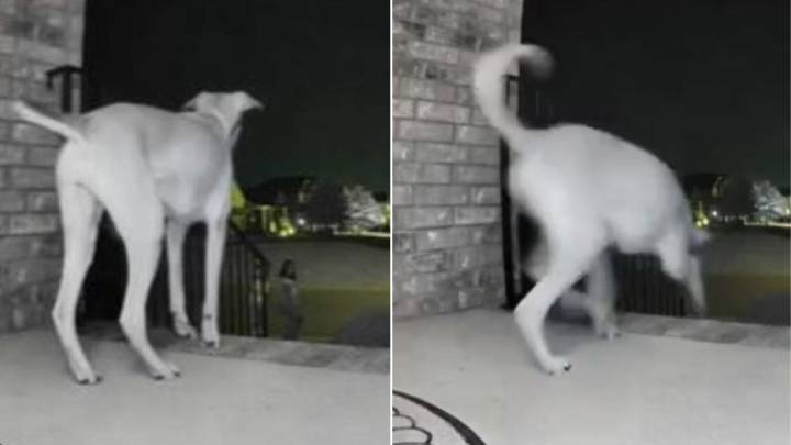 Tennessee Owners Shocked After Learning Their Dog Opens The Front Door And Does This One Thing
