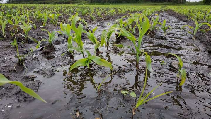 Fedeagro alerta que las lluvias afectaron el ritmo de la siembra de maíz