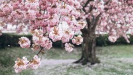 The Best Time Of Year To Plant A Cherry Tree For The Best Fruit And Colorful Blooms