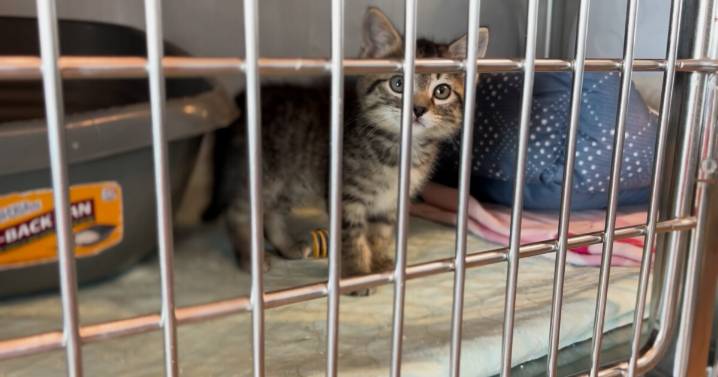Lewis and Clark Humane Society prepares to launch new fall fundraising event