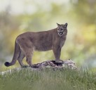 Trump Administration Set to Remove Look-Alike Protections From 11 Species