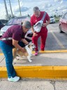 Policías Municipales ayudan a reunir a una perrita de apoyo emocional con su familia