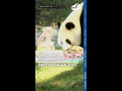 Panda Qing Bao's birthday party at the Smithsonian National Zoo
