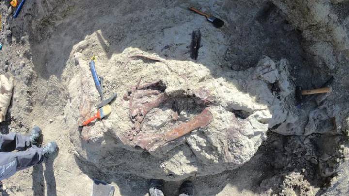 Descubrieron fósil de nuevo dinosaurio con restos de su última comida