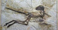 Dinosaur eggs from China about 86 million years old
