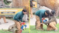 Tragedia en el Buinzoo: Guacamayo muere tras ser atacado por un serval en plena exhibición al público