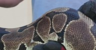 Snake bite season in full effect. Here's what you need to know.
