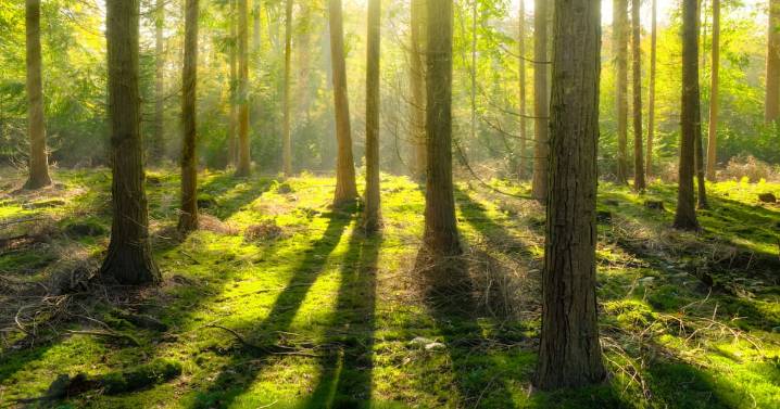 Asalto armado a un banco y a múltiples robos para conseguir provisiones: Así vivía hombre que vivió con sus hijos por tres años en el bosque de Nueva Zelanda y perdió la vida durante un enfrentamiento