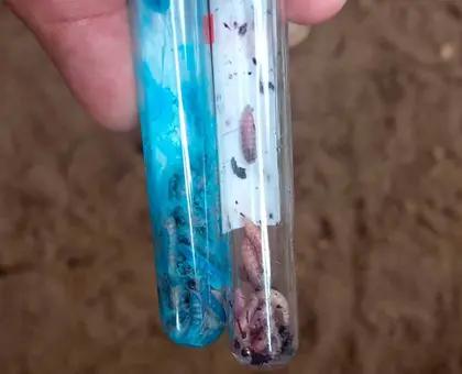 Oaxaca se ubica en tercer lugar nacional con 453 casos de gusano barrenador en ganado bovino; falló blindaje de Sefader
