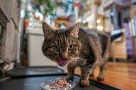 La cultura del bienestar ha llegado para las mascotas